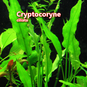 Cryptocoryne ciliata